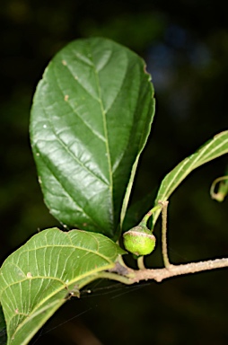 APII jpeg image of Colubrina pedunculata  © contact APII