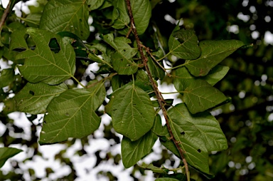 APII jpeg image of Colubrina pedunculata  © contact APII