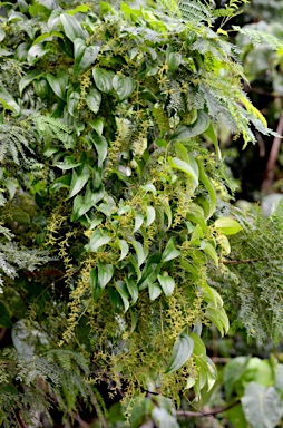 APII jpeg image of Dioscorea alata  © contact APII