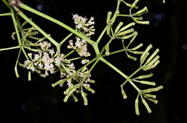 APII jpeg image of Pisonia umbellifera  © contact APII