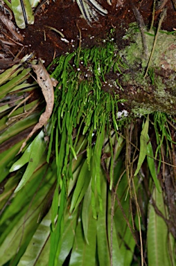 APII jpeg image of Haplopteris elongata  © contact APII