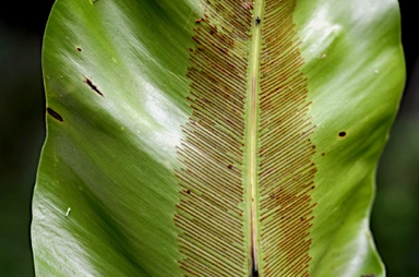 APII jpeg image of Asplenium nidus  © contact APII