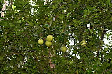 APII jpeg image of Citrus maxima  © contact APII