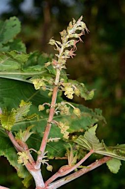 APII jpeg image of Ricinus communis  © contact APII