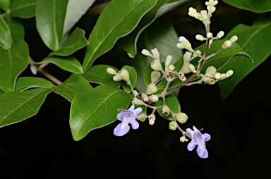 APII jpeg image of Vitex trifolia var. subtrisecta  © contact APII