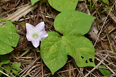 APII jpeg image of Ipomoea  © contact APII