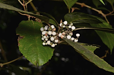 APII jpeg image of Callicarpa longifolia  © contact APII