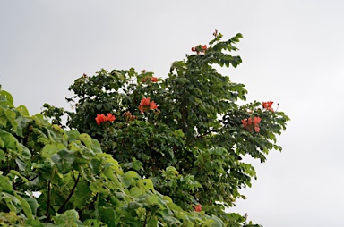 APII jpeg image of Spathodea campanulata subsp. campanulata  © contact APII