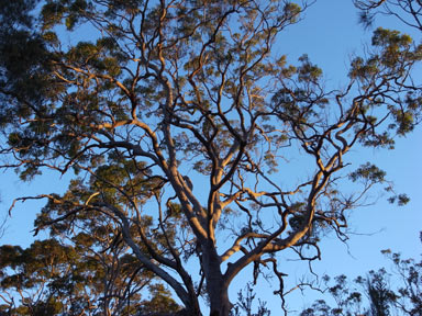 APII jpeg image of Angophora costata  © contact APII