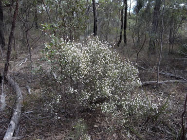 APII jpeg image of Leucopogon melaleucoides  © contact APII