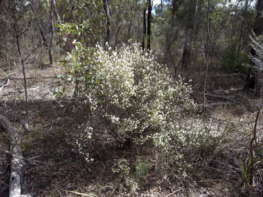 APII jpeg image of Leucopogon melaleucoides  © contact APII