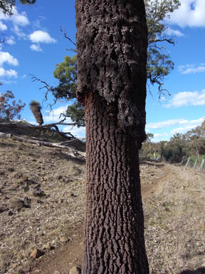 APII jpeg image of Xanthorrhoea glauca subsp. glauca  © contact APII