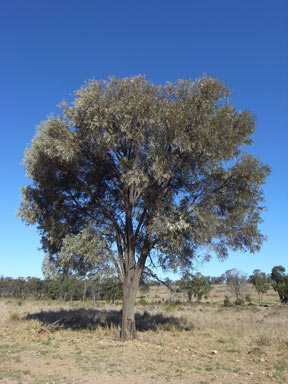 APII jpeg image of Acacia harpophylla  © contact APII