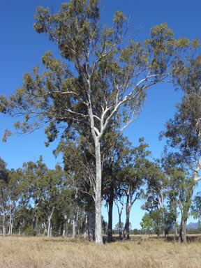 APII jpeg image of Corymbia citriodora  © contact APII