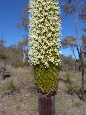 APII jpeg image of Xanthorrhoea johnsonii  © contact APII