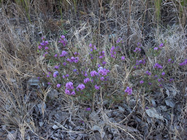 APII jpeg image of Mirbelia speciosa subsp. ringrosei  © contact APII