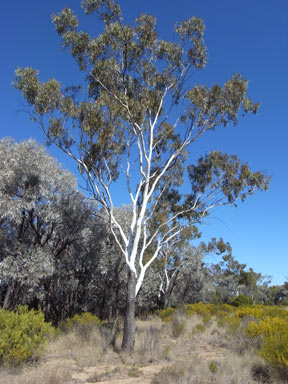 APII jpeg image of Eucalyptus cambagiana  © contact APII