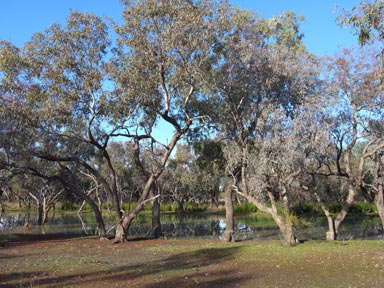 APII jpeg image of Eucalyptus largiflorens  © contact APII