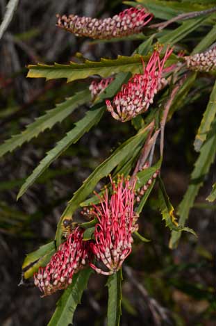 APII jpeg image of Grevillea longifolia  © contact APII