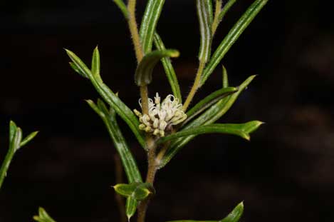 APII jpeg image of Grevillea marriottii  © contact APII