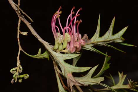 APII jpeg image of Grevillea bedggoodiana  © contact APII