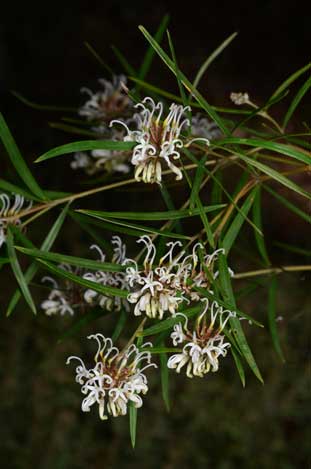 APII jpeg image of Grevillea 'White Gem'  © contact APII