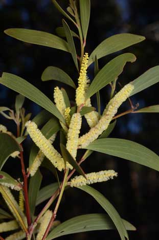 APII jpeg image of Acacia leiocalyx subsp. leiocalyx  © contact APII