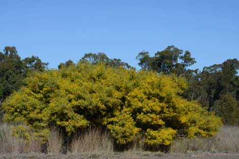 APII jpeg image of Acacia polybotrya  © contact APII