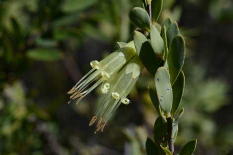 APII jpeg image of Styphelia triflora  © contact APII