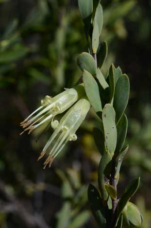 APII jpeg image of Styphelia triflora  © contact APII