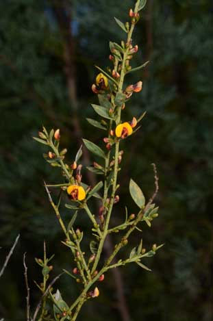 APII jpeg image of Daviesia ulicifolia subsp. pilligensis  © contact APII