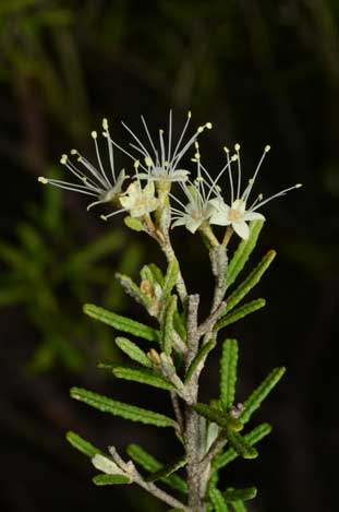 APII jpeg image of Phebalium glandulosum subsp. glandulosum  © contact APII