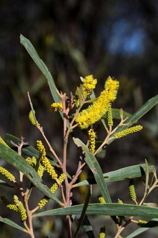 APII jpeg image of Acacia burrowii  © contact APII