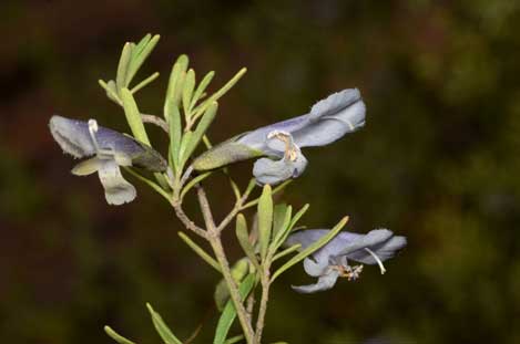 APII jpeg image of Prostanthera ringens  © contact APII