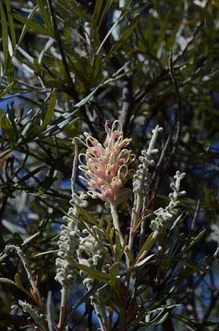 APII jpeg image of Grevillea 'Misty Pink'  © contact APII