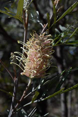 APII jpeg image of Grevillea 'Misty Pink'  © contact APII