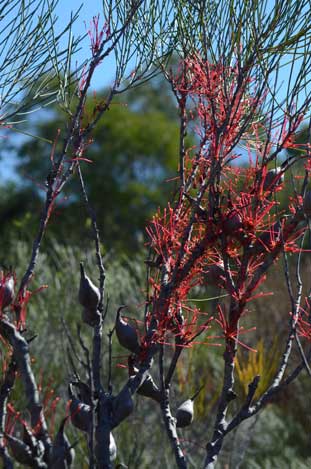 APII jpeg image of Hakea orthorrhyncha  © contact APII