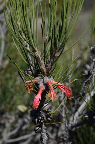 APII jpeg image of Calothamnus formosus  © contact APII