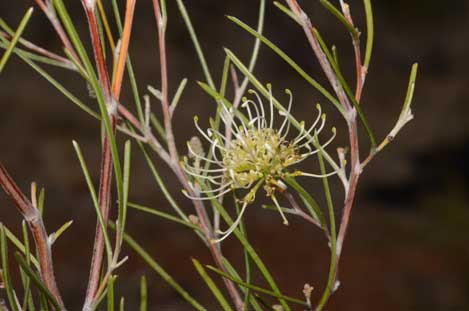 APII jpeg image of Grevillea hakeoides  © contact APII