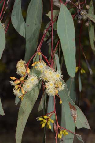 APII jpeg image of Eucalyptus crebra  © contact APII