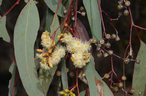 APII jpeg image of Eucalyptus crebra  © contact APII