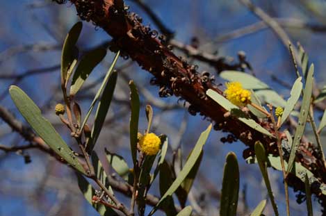 APII jpeg image of Acacia rhodophloia  © contact APII