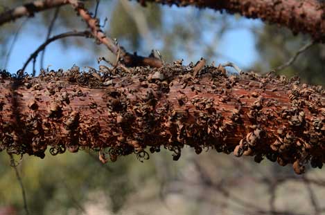 APII jpeg image of Acacia rhodophloia  © contact APII