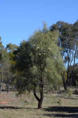 APII jpeg image of Hakea lorea subsp. lorea  © contact APII