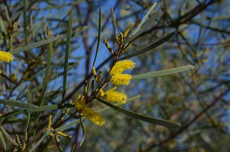 APII jpeg image of Acacia caroleae  © contact APII