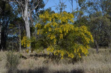 APII jpeg image of Acacia macradenia  © contact APII