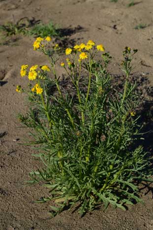 APII jpeg image of Senecio brigalowensis  © contact APII