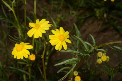 APII jpeg image of Senecio brigalowensis  © contact APII