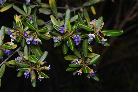 APII jpeg image of Hovea longipes  © contact APII