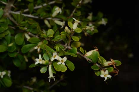 APII jpeg image of Pittosporum spinescens  © contact APII